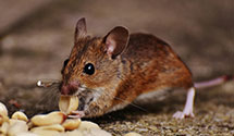 24 Hour & Emergency Exterminators in Veterans Hospital, CA